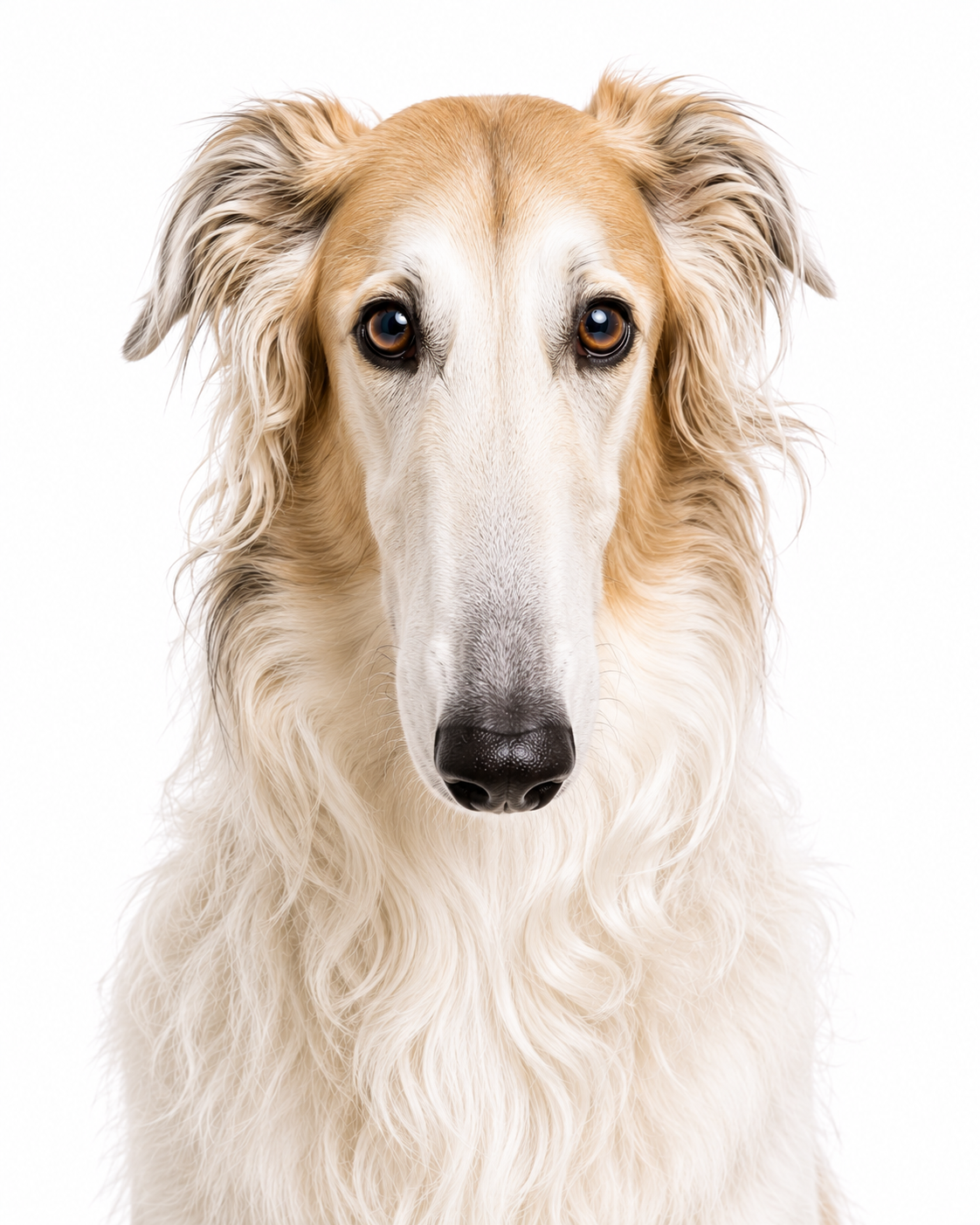 Borzoi