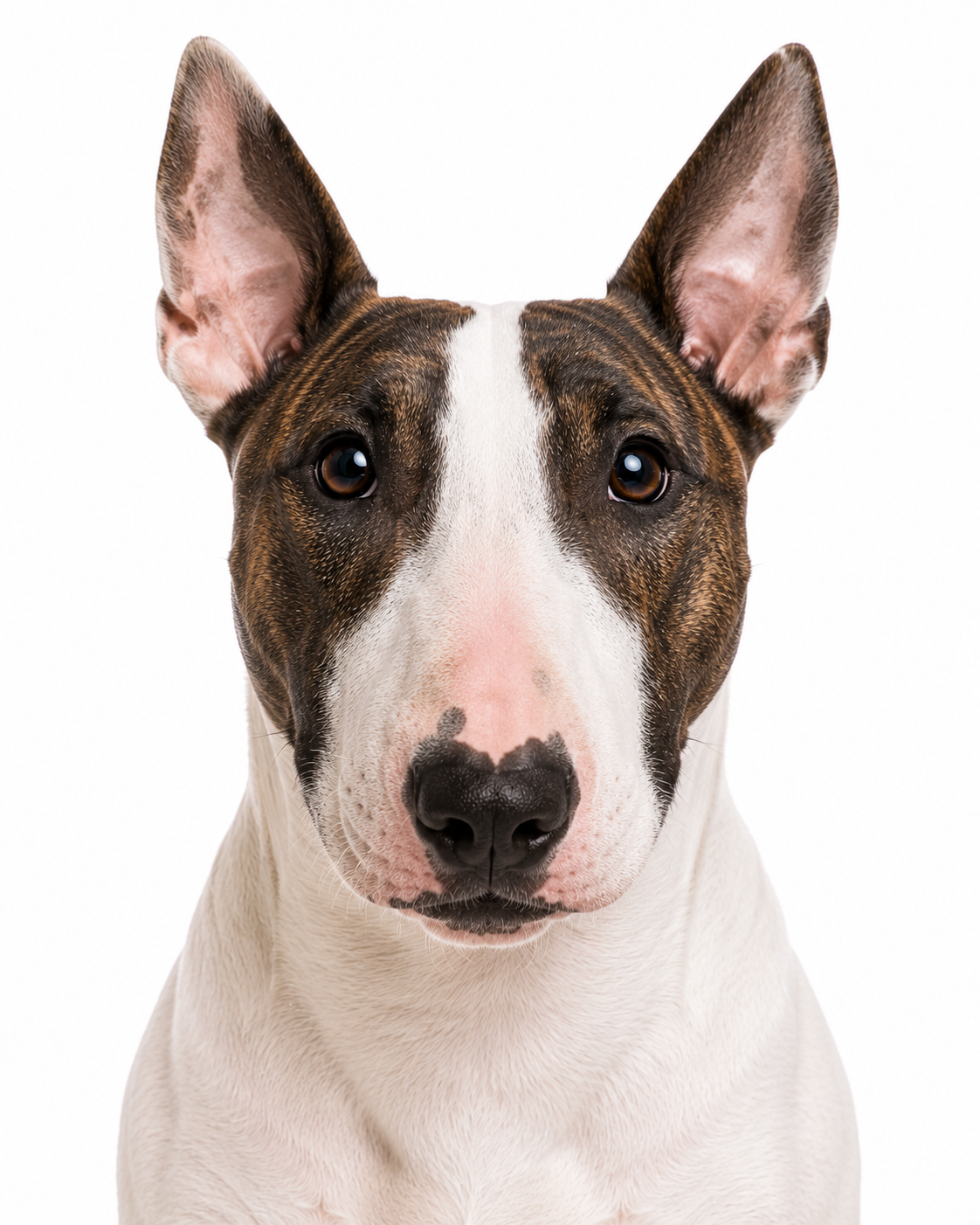 Bull Terrier