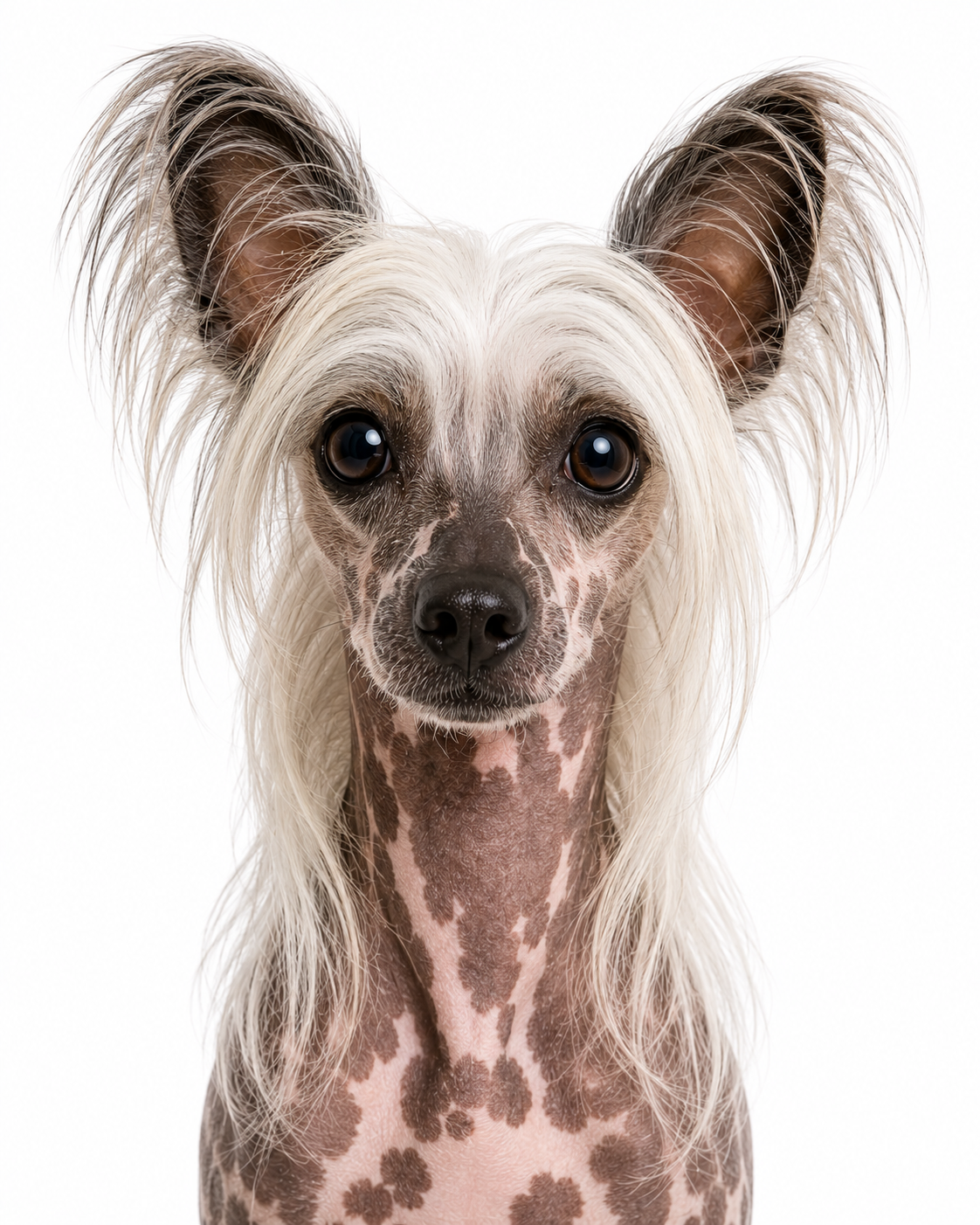 Chinese Crested