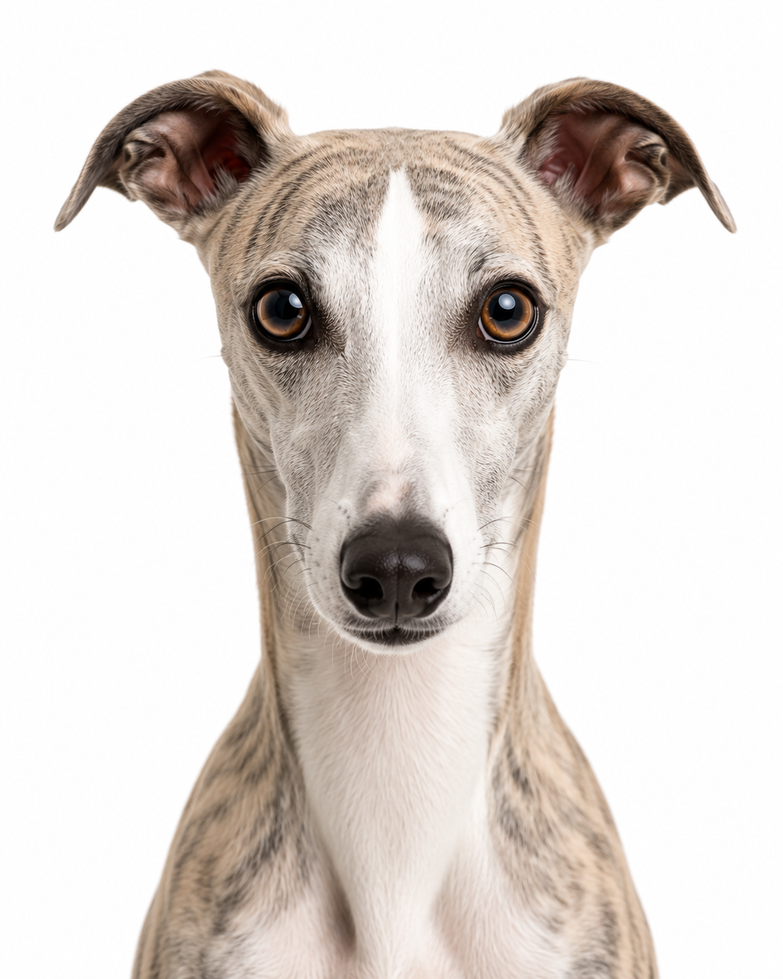Whippet